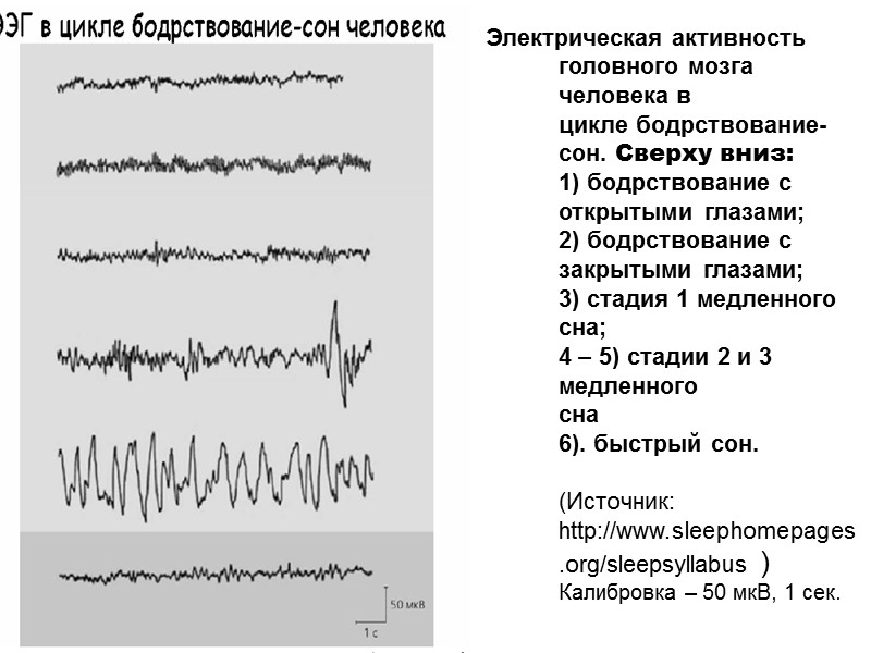 Электрическая активность головного мозга человека в цикле бодрствование-сон. Сверху вниз:  1) бодрствование с